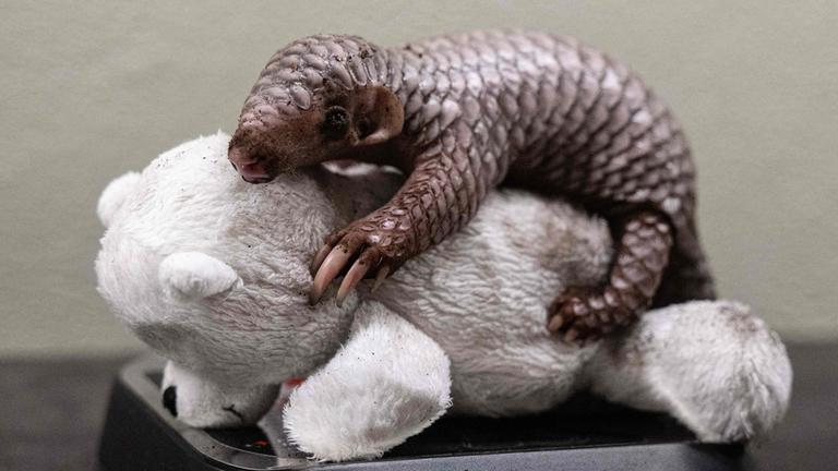 Pangolin 