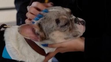 Vier Pfoten gegen Reisestress