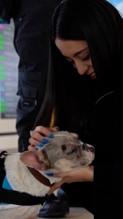 Ein Welpe der Rasse französische Bulldogge im Arm einer Frau am Flughafen Felipe Ángeles, Mexiko-Stadt