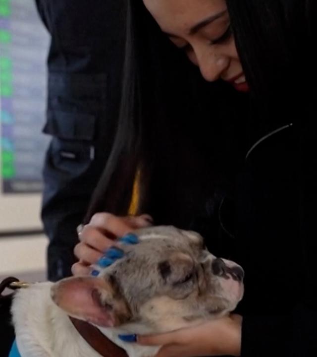 Ein Welpe der Rasse französische Bulldogge im Arm einer Frau am Flughafen Felipe Ángeles, Mexiko-Stadt