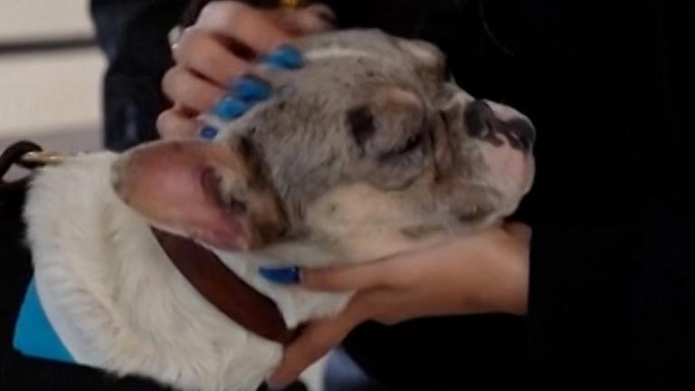 Ein Welpe der Rasse französische Bulldogge im Arm einer Frau am Flughafen Felipe Ángeles, Mexiko-Stadt