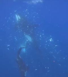21.07.2026, Mexiko, Baja California Sur: Ein Orca prallt absichtlich auf einen toten Mondfisch und zerlegen ihn so in Tausende kleine Teile.