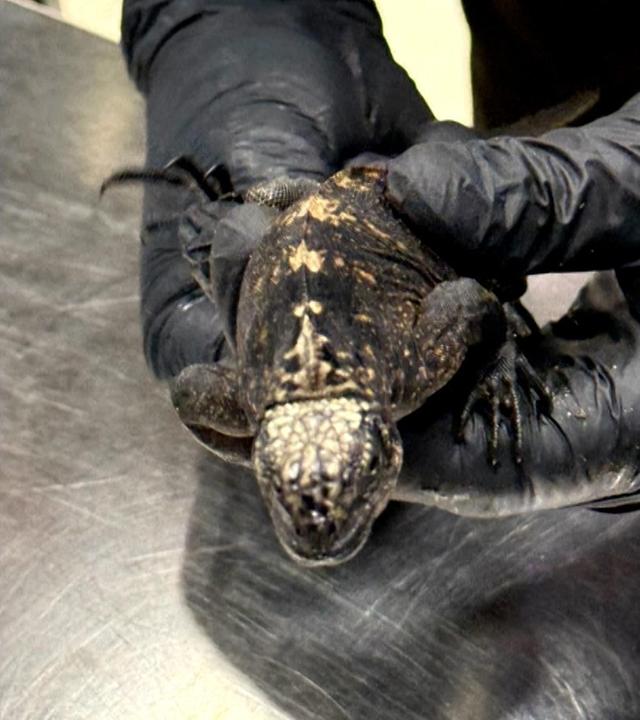 Einsatzkräfte stoppen Tierschmuggel am Flughafen in Quito