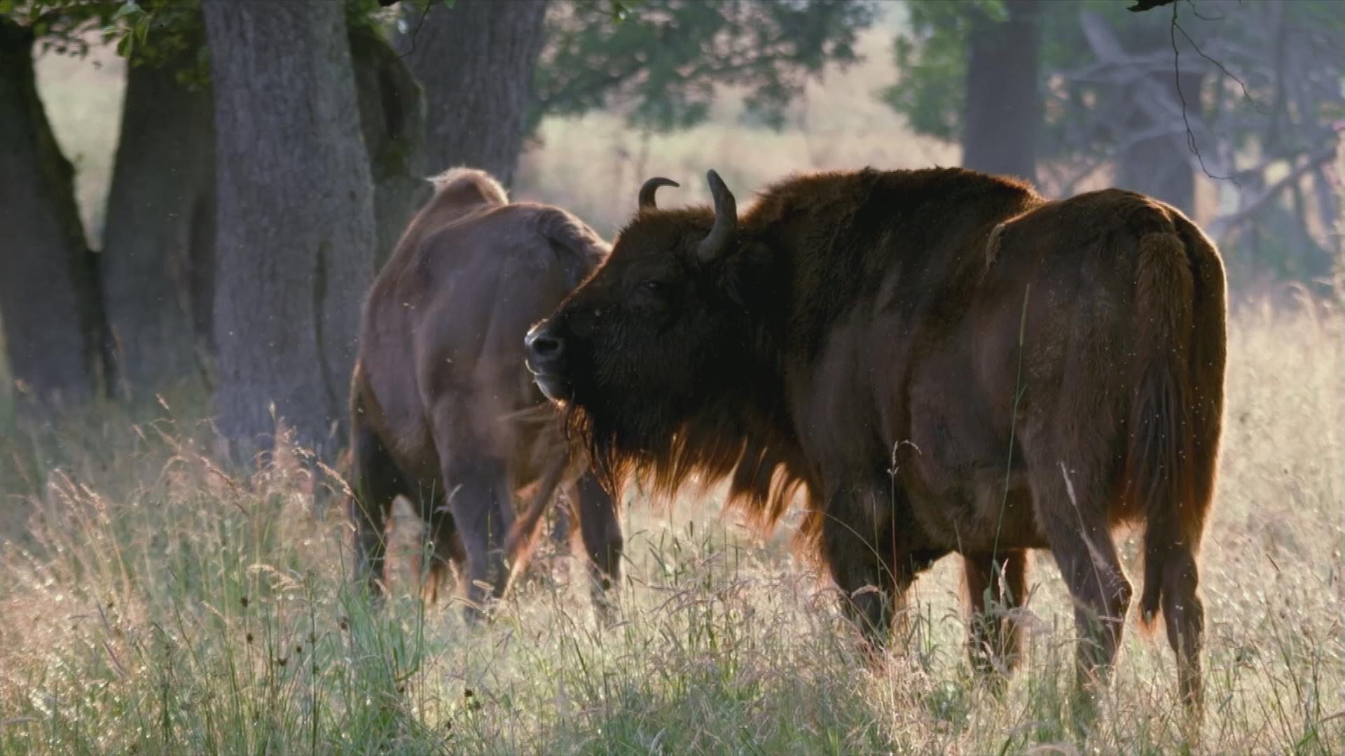 Tiere