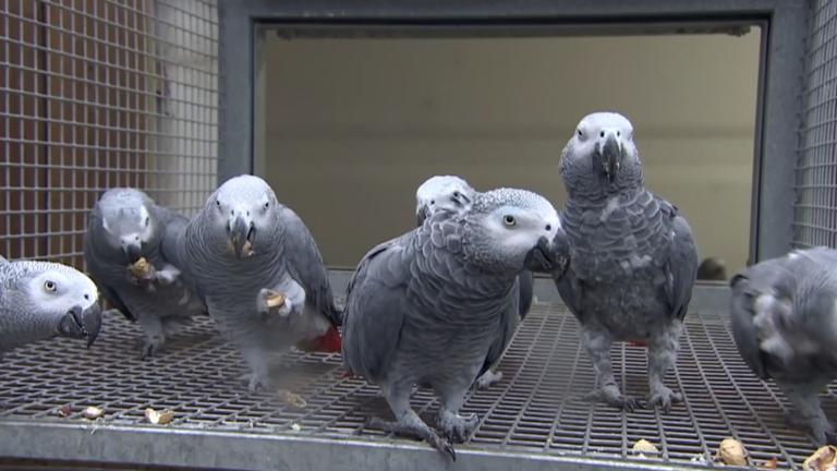 Schimpfende Papageien in Großbritannien