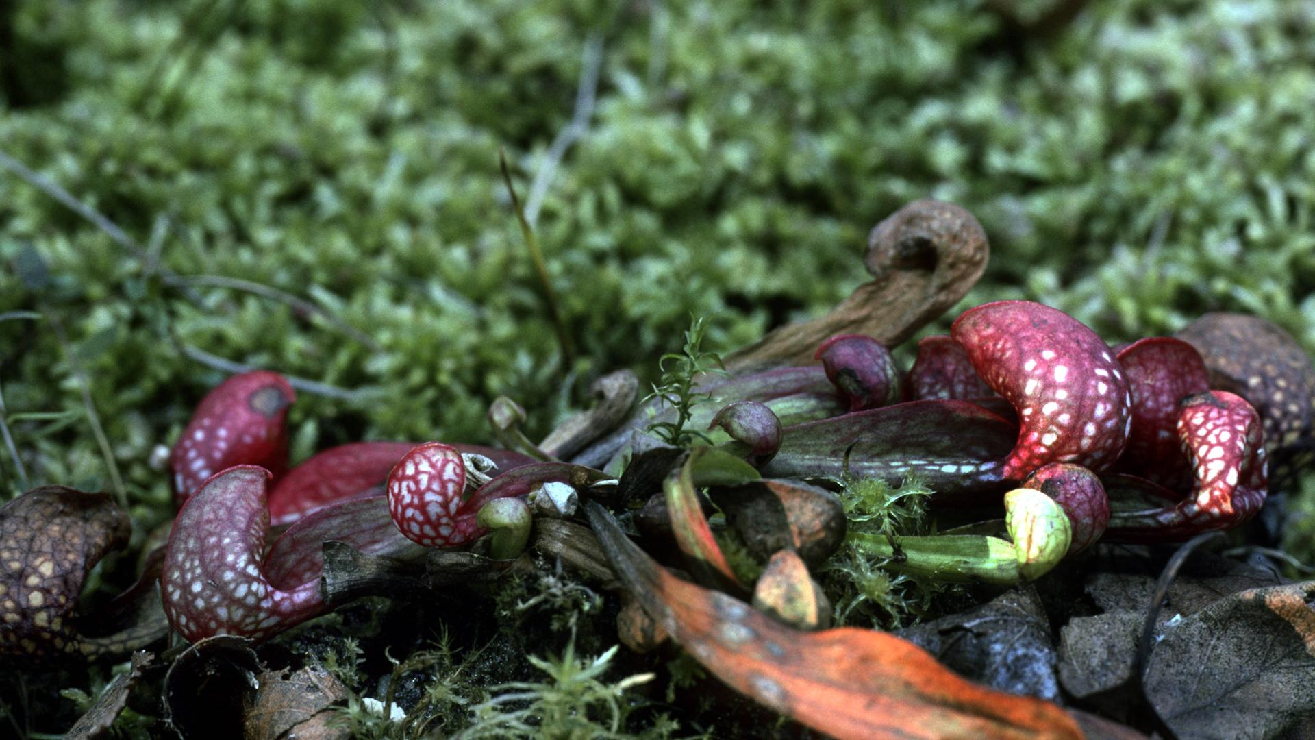 Papageienschlauchpflanze -  fleischfressende Pflanze
