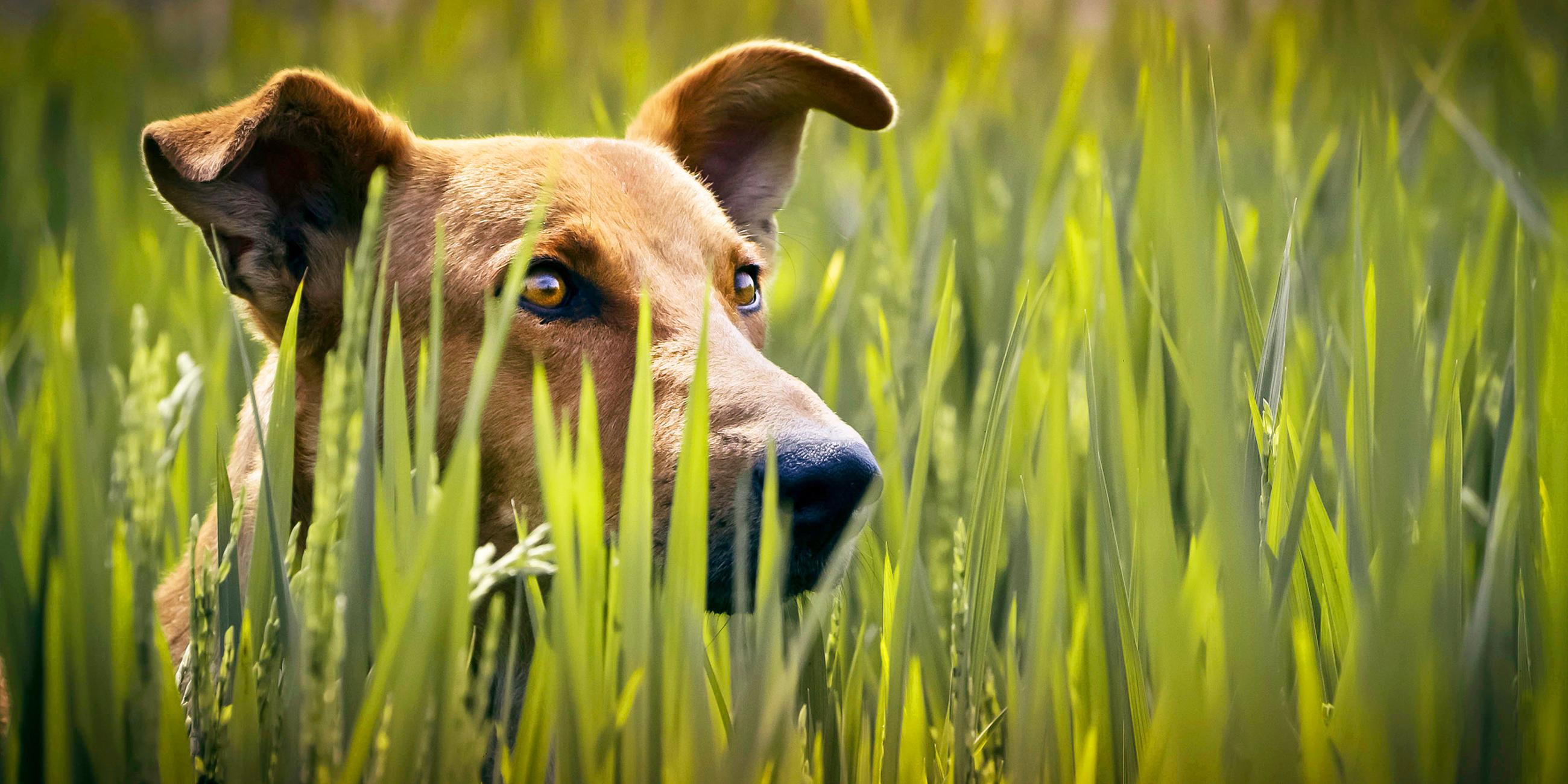 Indischer Pariahund im hohen Gras.