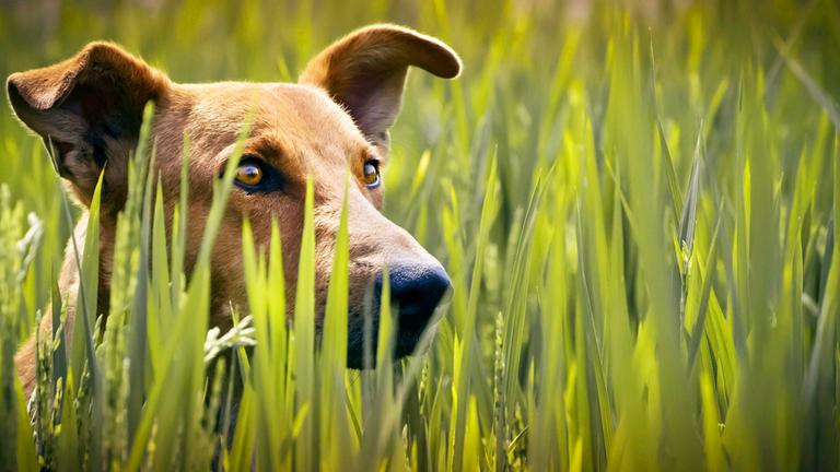 Indischer Pariahund im hohen Gras.