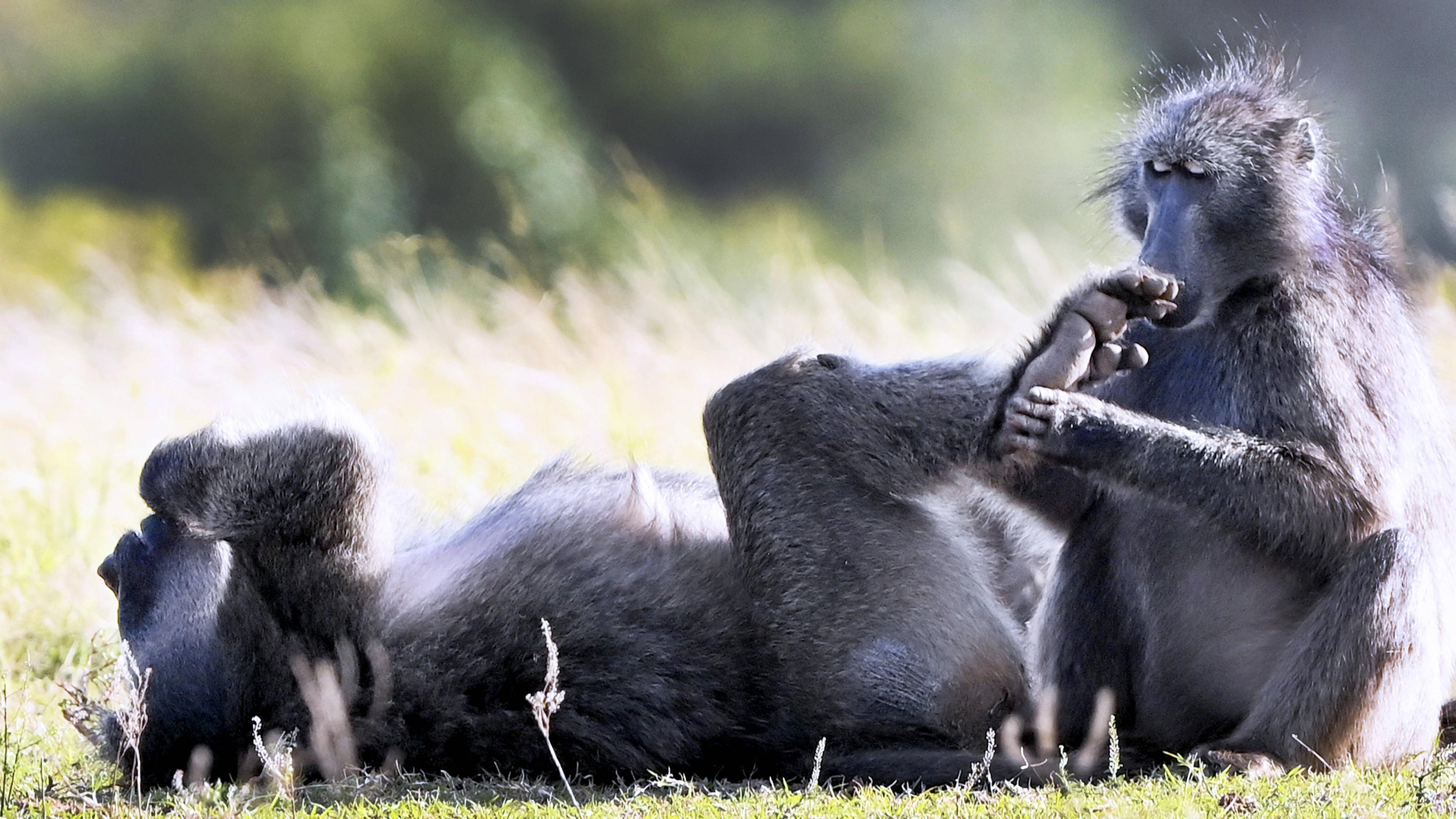 Nürnberger Zoo will Paviane erschießen lassen