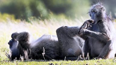 Nürnberger Zoo will Paviane erschießen lassen