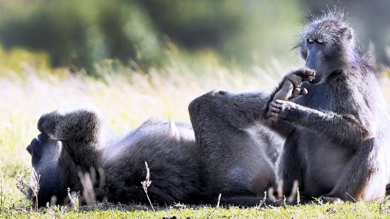 Nürnberger Zoo will Paviane erschießen lassen