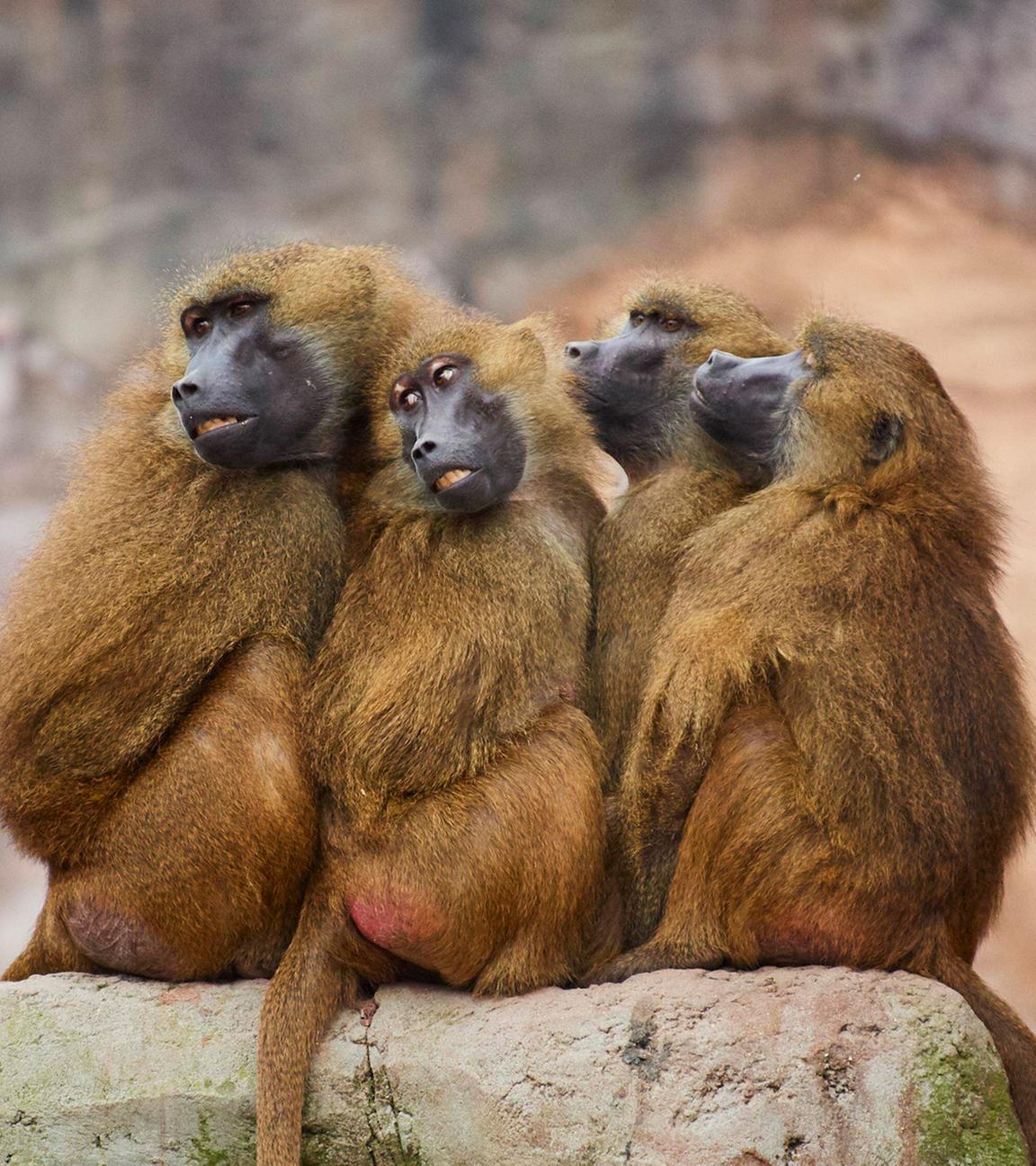Paviane in einem Zoo in Bayern (Archiv)