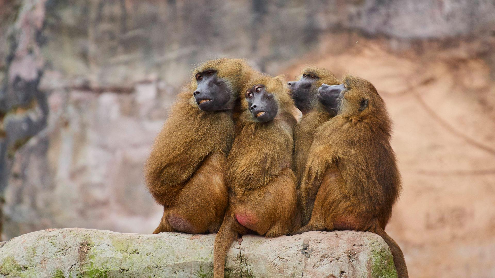 Paviane in einem Zoo in Bayern (Archiv)