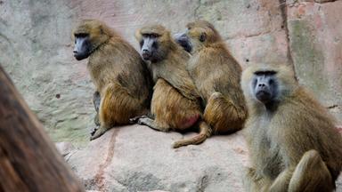 Nach Pavian-Tötung: Aktivisten stürmen Zoo