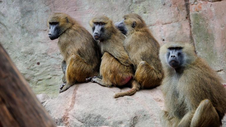 Nach Pavian-Tötung: Aktivisten stürmen Zoo