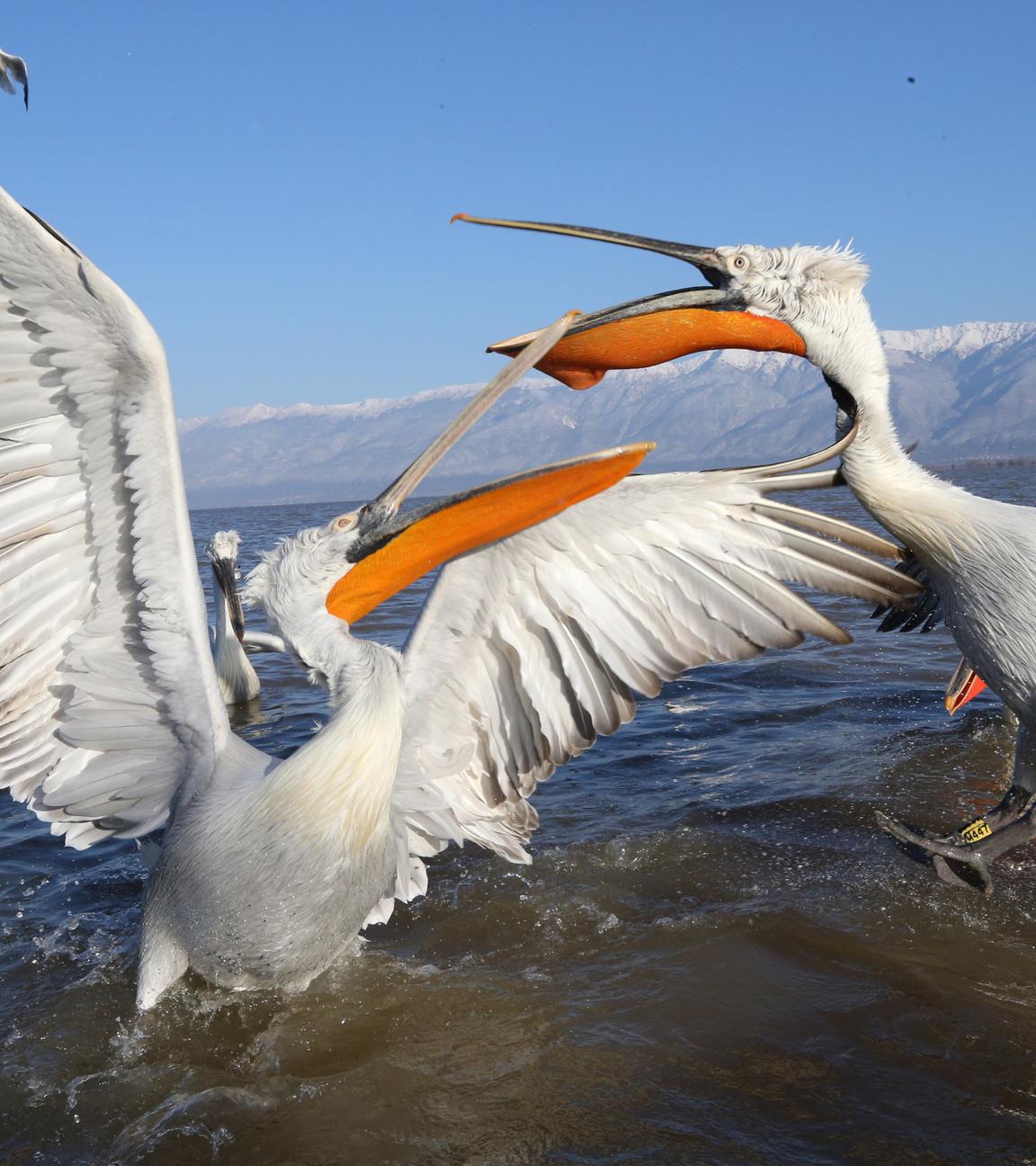 Pelikane mit schlagenden Flügeln auf dem Wasser