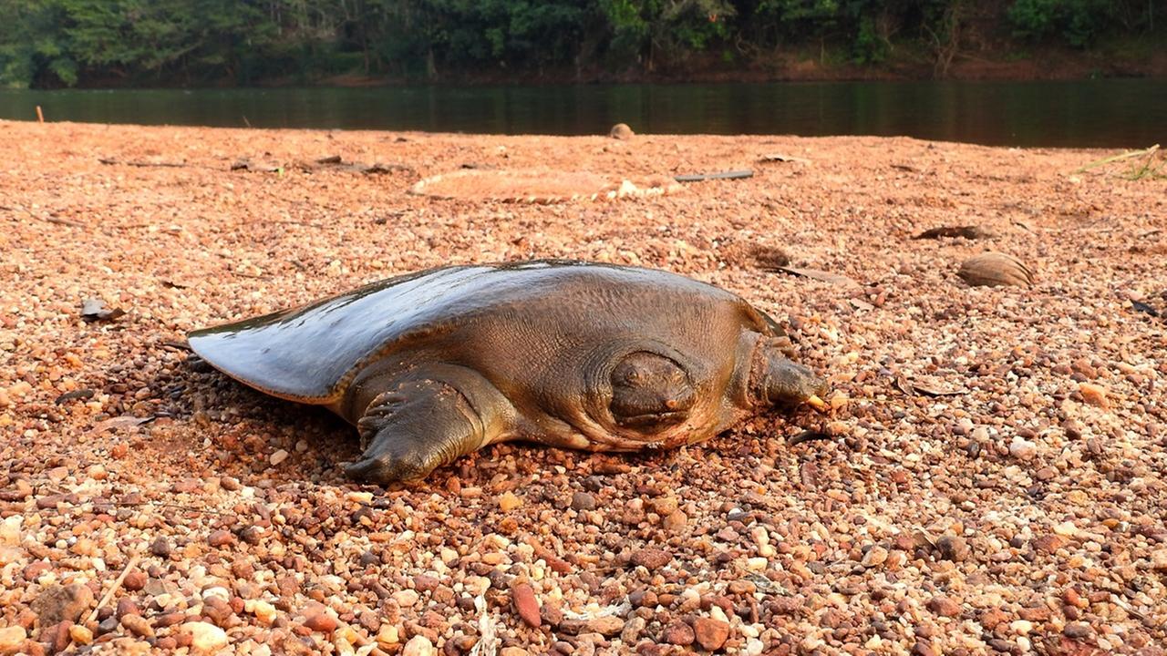 Cantors Riesen-Weichschildkröten