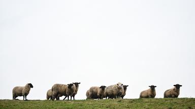 Schafe im Discounter: Markt wird umbenannt