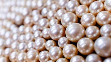 Eine Kostbarkeit, die Dienstleister fürs Ökosystem ist