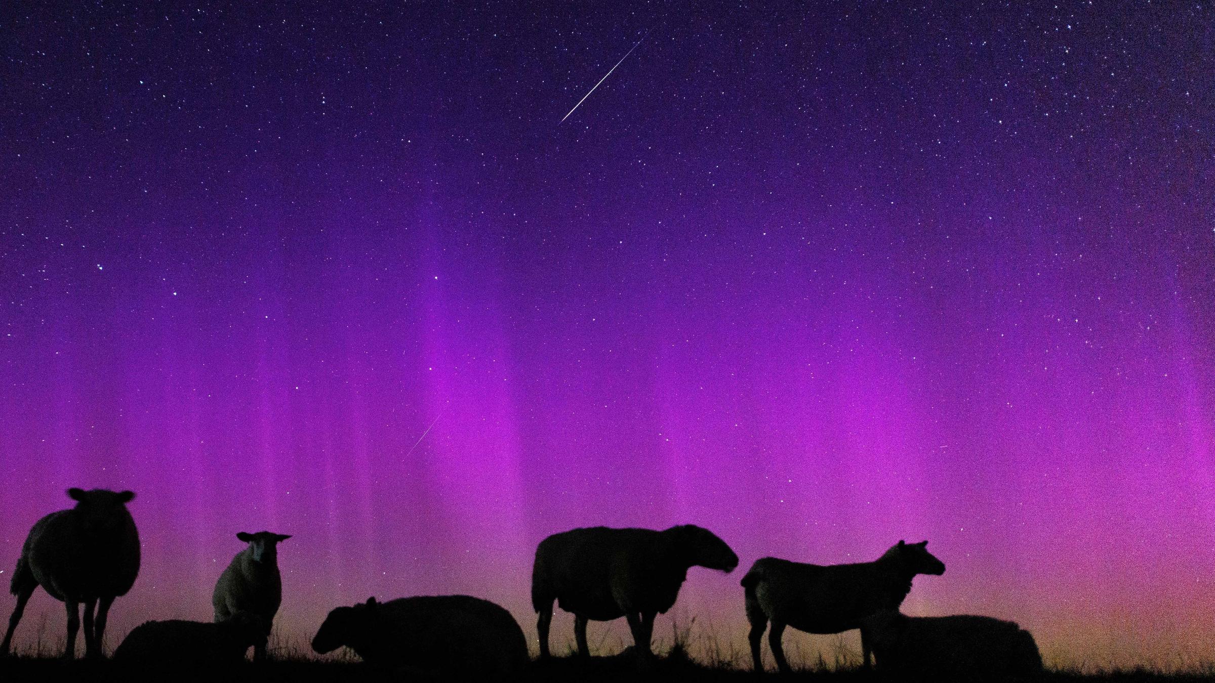 Schafe stehen auf einem Deich zur Nordsee in Ostfriesland unter Polarlichtern (Aurora borealis) während eine Sternschnuppe am Nachthimmmel verglüht