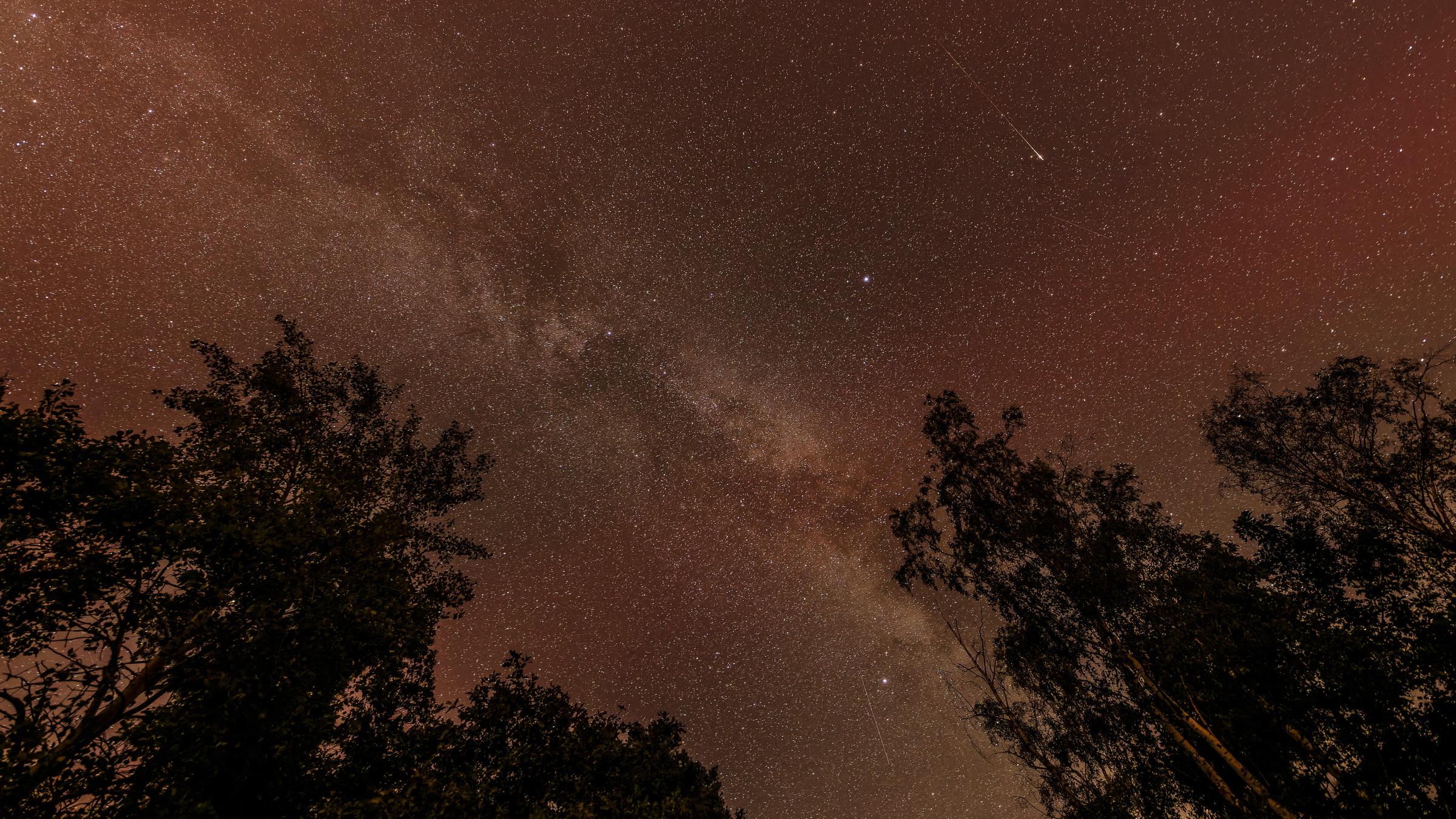 Eine Sternschnuppe der Perseiden ist in Südbrandenburg am Nachthimmel über einem Waldstück zu sehen