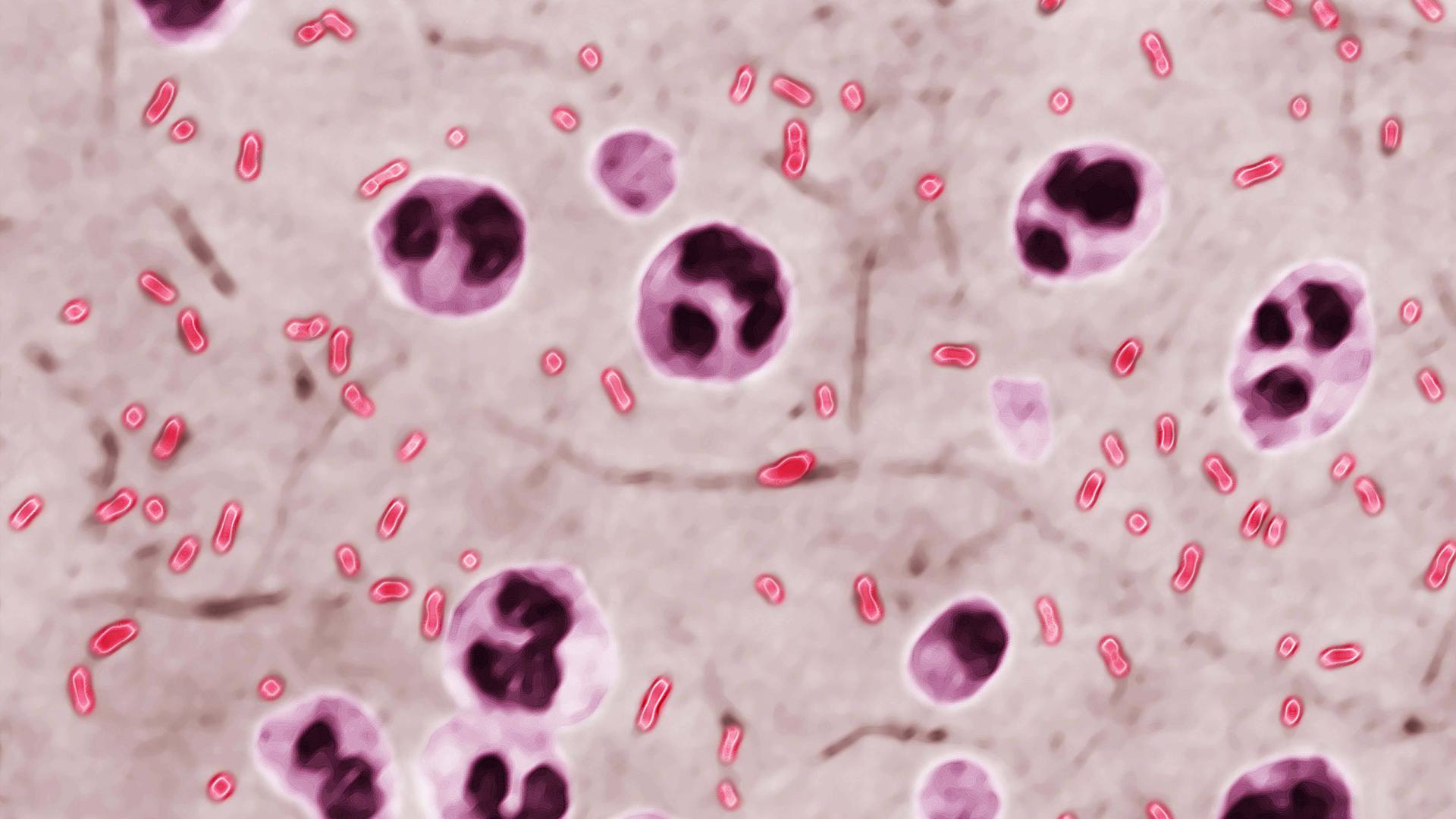 Yersinia pestis (Pasteurella pestis) ist das Bakterium, das für die Beulenpest verantwortlich ist. Optische Mikroskopie X 2000