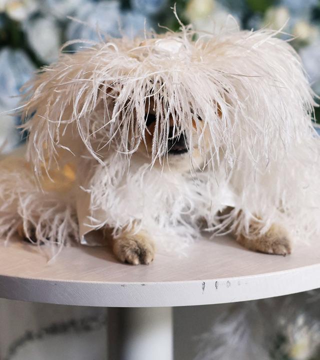 Hund "Lala the Pomeranian" als Diana Ross bei der Pet-Gala in New York