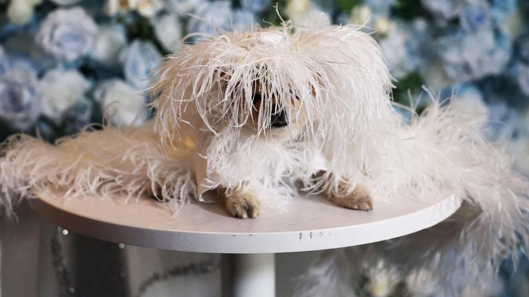Hund "Lala the Pomeranian" als Diana Ross bei der Pet-Gala in New York