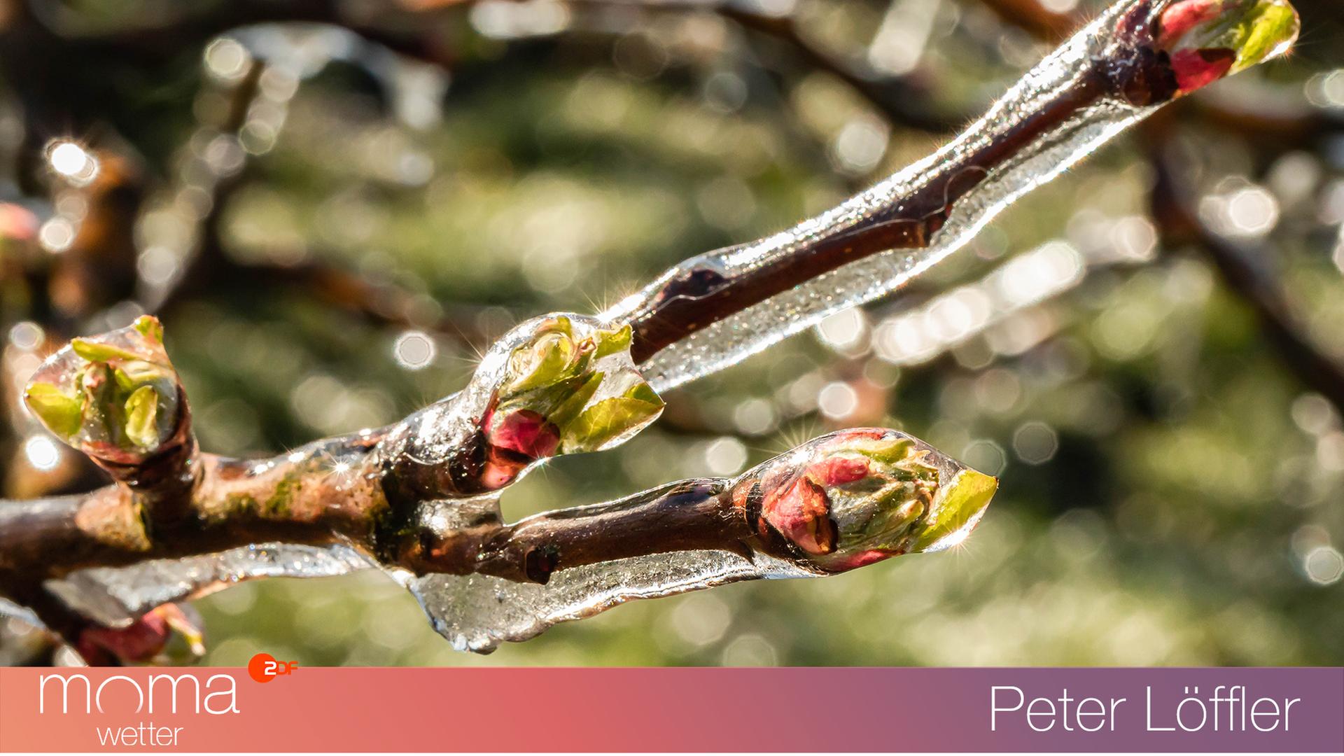 Birnenblüte im Eispanzer als Frostschutz im Alten Land