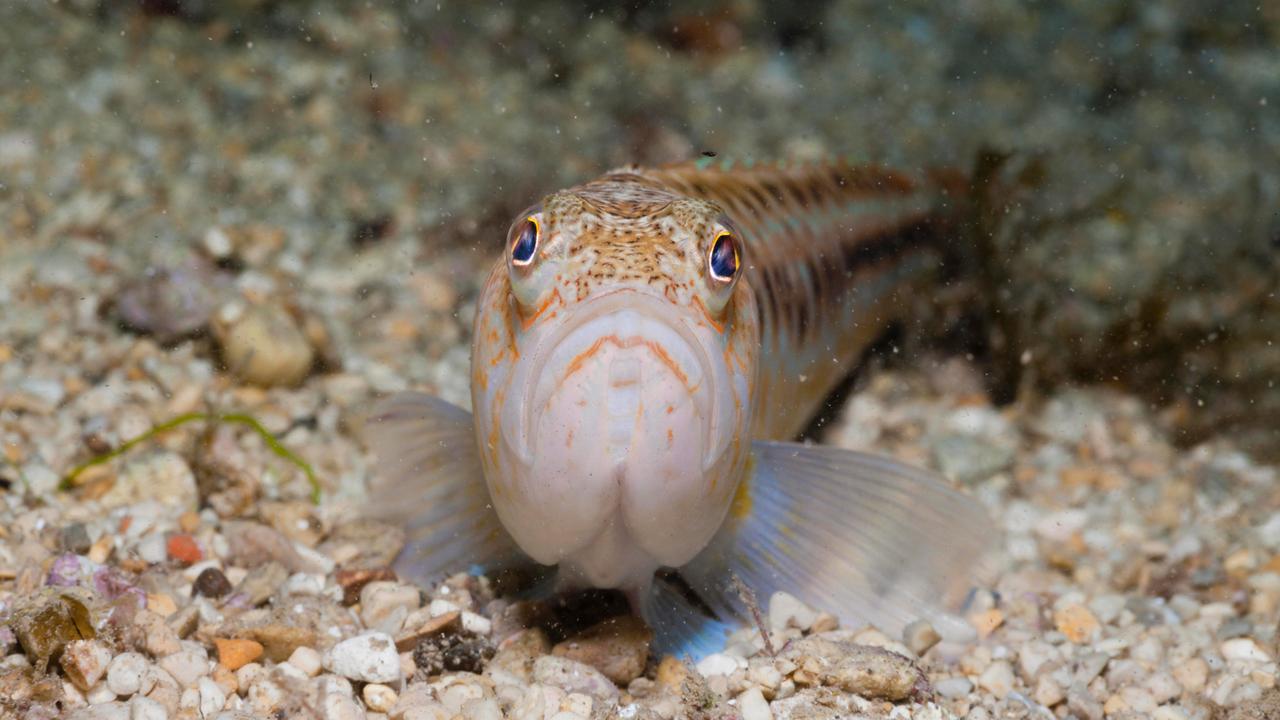 giftigster-fisch-europas-in-deutschland-das-peterm-nnchen
