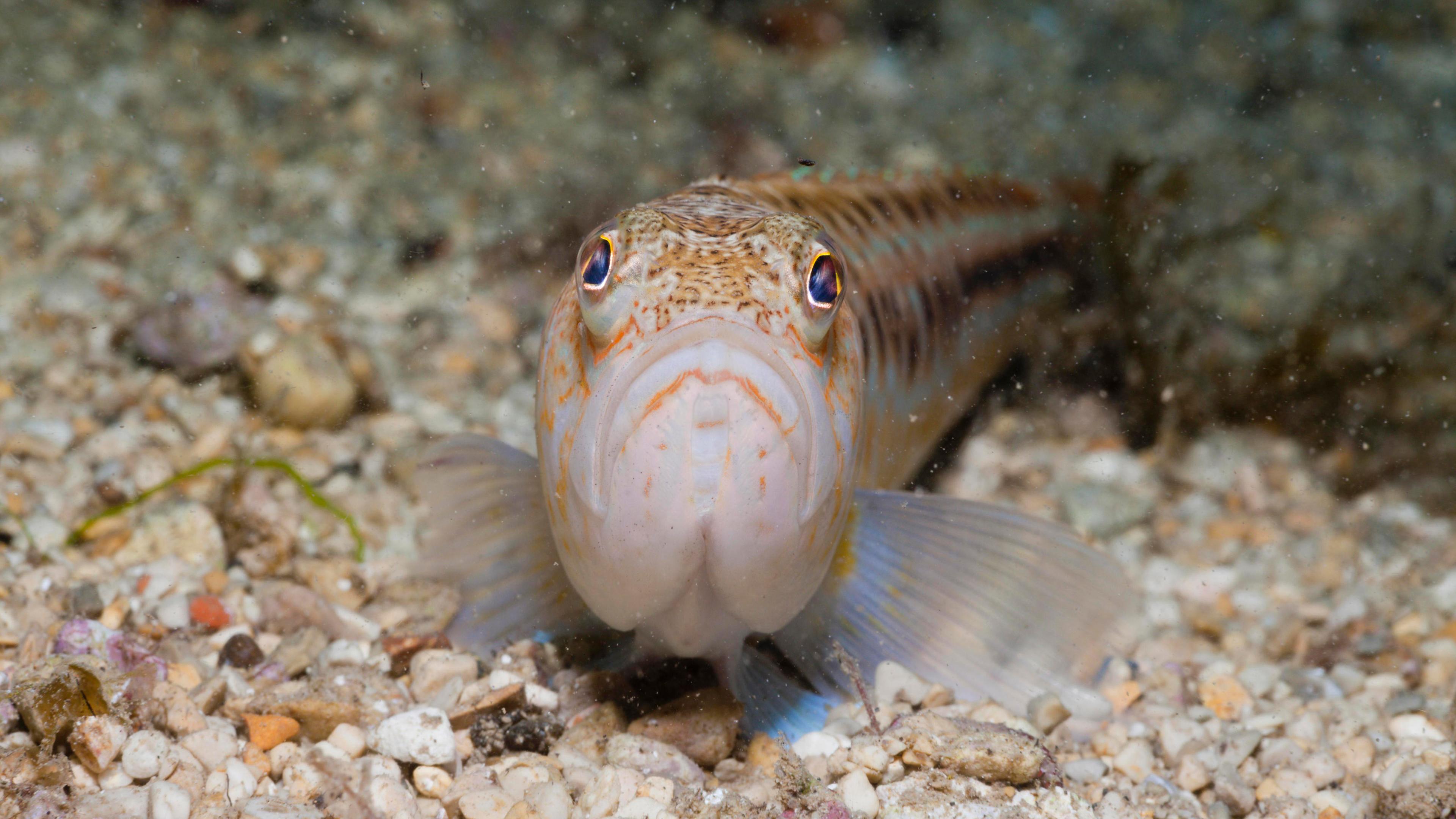 Giftfisch in Deutschland – Das Petermännchen