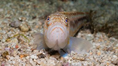 Giftfisch in Deutschland – Das Petermännchen