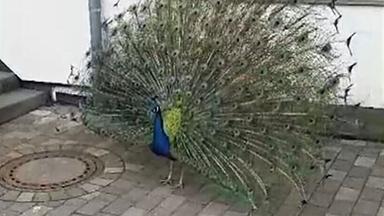 Holzwickede: Pfau „Paul“ besucht Grundschule