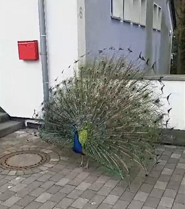 Holzwickede: Pfau „Paul“ besucht Grundschule
