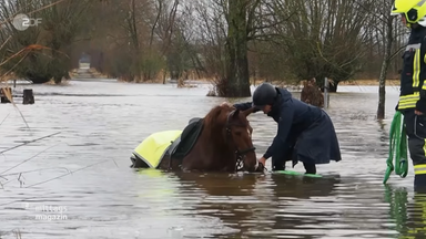 Feuerwehr rettet Stute vor dem Ertrinken