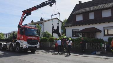 Kran befreit entlaufenes Pferd aus Garten