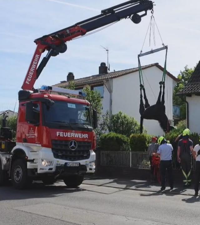 Kran befreit entlaufenes Pferd aus Garten