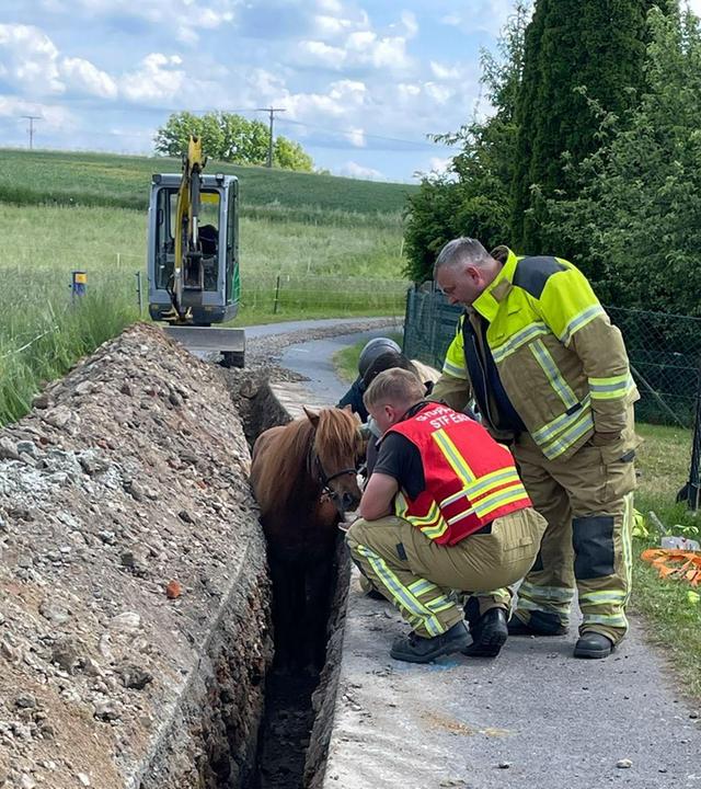 Einsatzkräfte der Feuerwehr kümmern sich um ein Pferd in einem Graben in Eschdorf, Sachsen.
