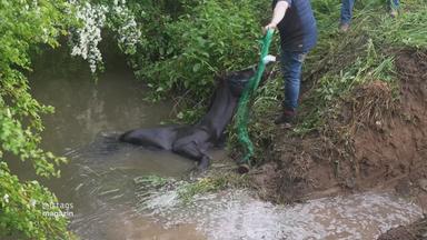 Das Pferd liegt mit aufgerissenen Augen in einem Bach 