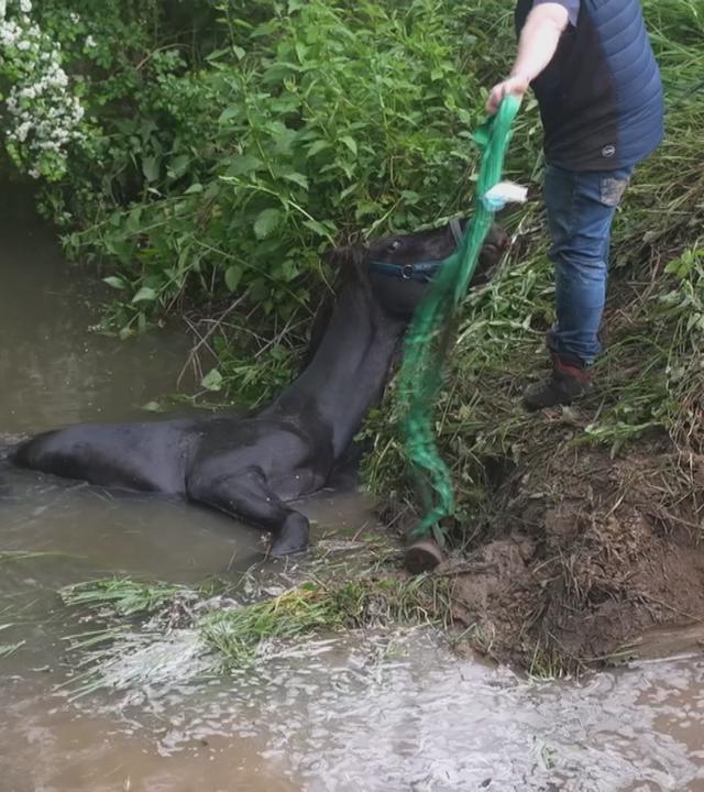 Das Pferd liegt mit aufgerissenen Augen in einem Bach 