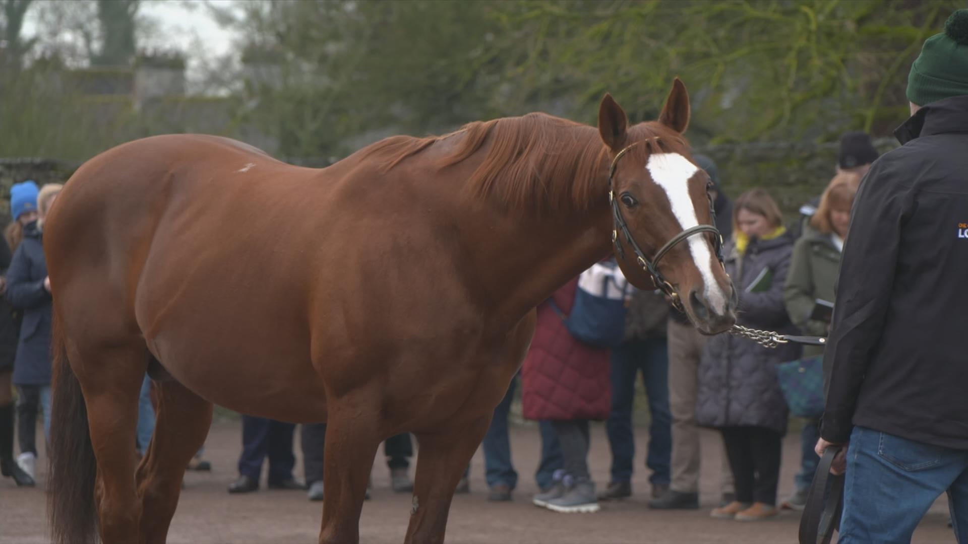 Braunes Pferd mit weißer Blesse auf Gestüt in Irland