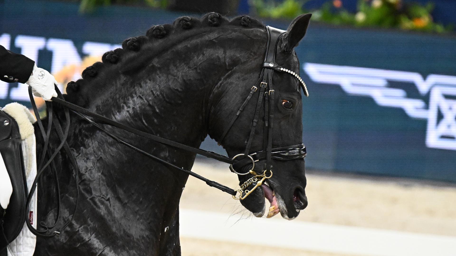Ein Pferd mit dunkel verfärbter Zunge.