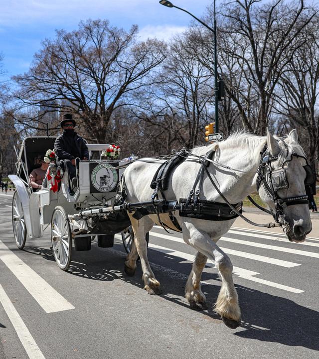  Eine Pferdekutsche im Central Park in New York City bewegt sich auf einer Parkstraße, während Jogger vorbeilaufen. 