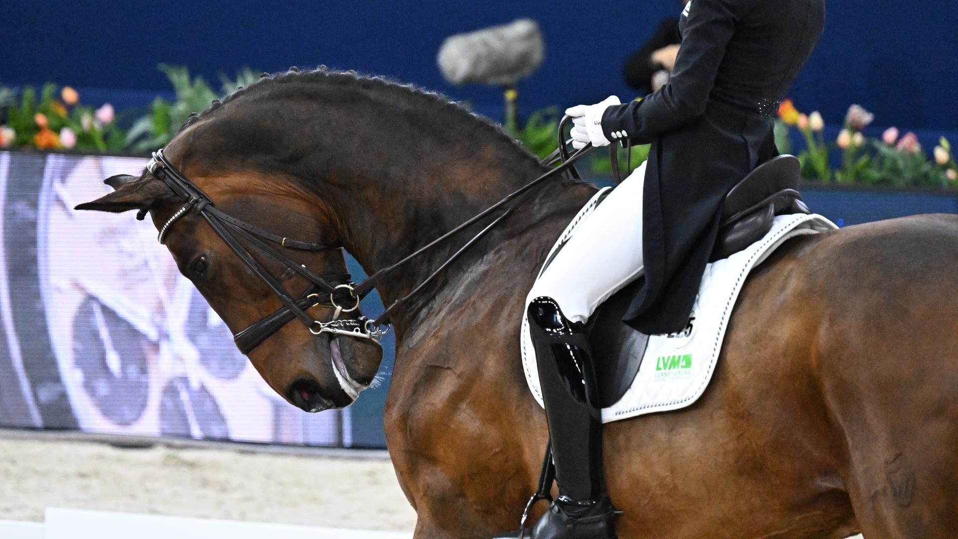 Ein Pferd, bei dem der Kopf aufs Engste an die Brust gezogen wird.