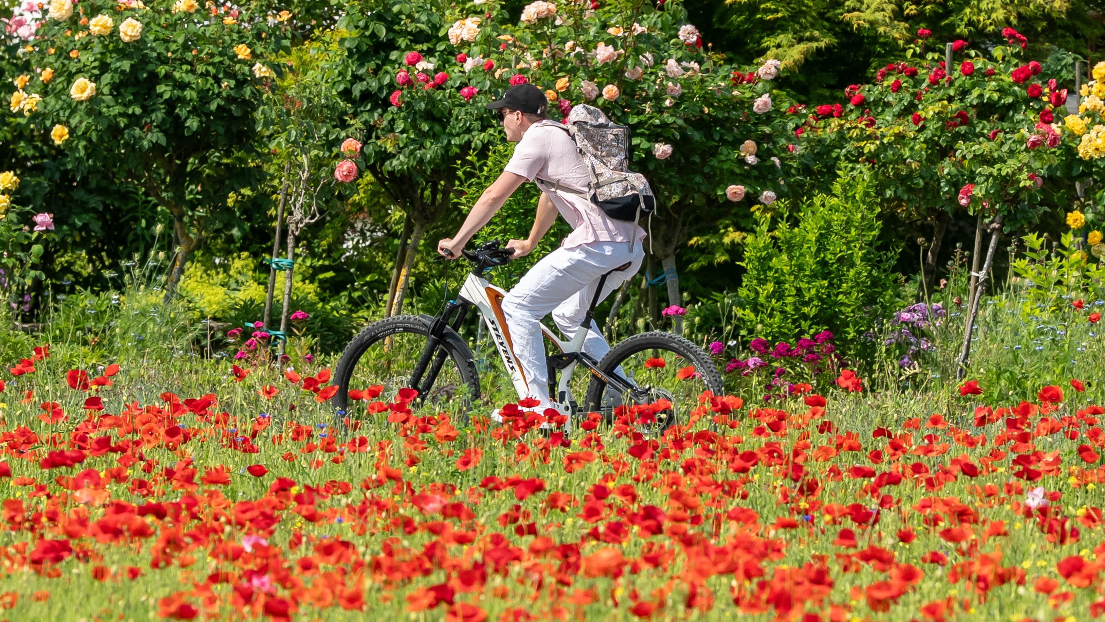 Reichenau: Ein Fahrradfahrer fährt mit seinem Rad bei Sonnenschein und blauem Himmel auf der Insel Reichenau an Mohnblumen vorbei.