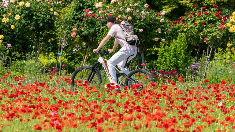 Reichenau: Ein Fahrradfahrer fährt mit seinem Rad bei Sonnenschein und blauem Himmel auf der Insel Reichenau an Mohnblumen vorbei.