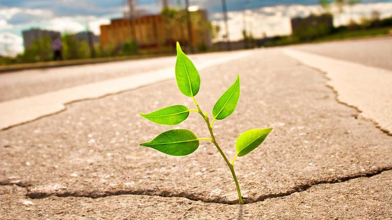 Pflanze wächst durch den Aslphalt