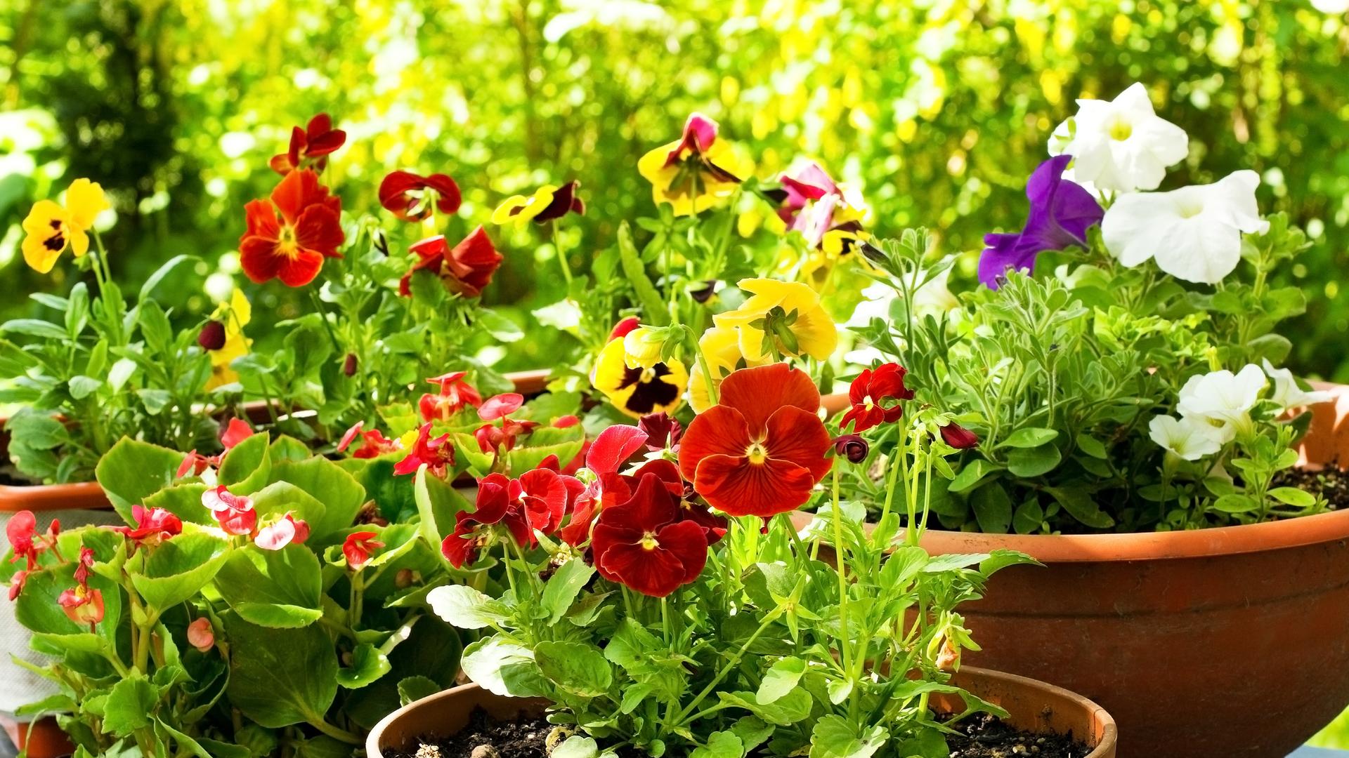Blumen und Pflanzen auf einem Balkon