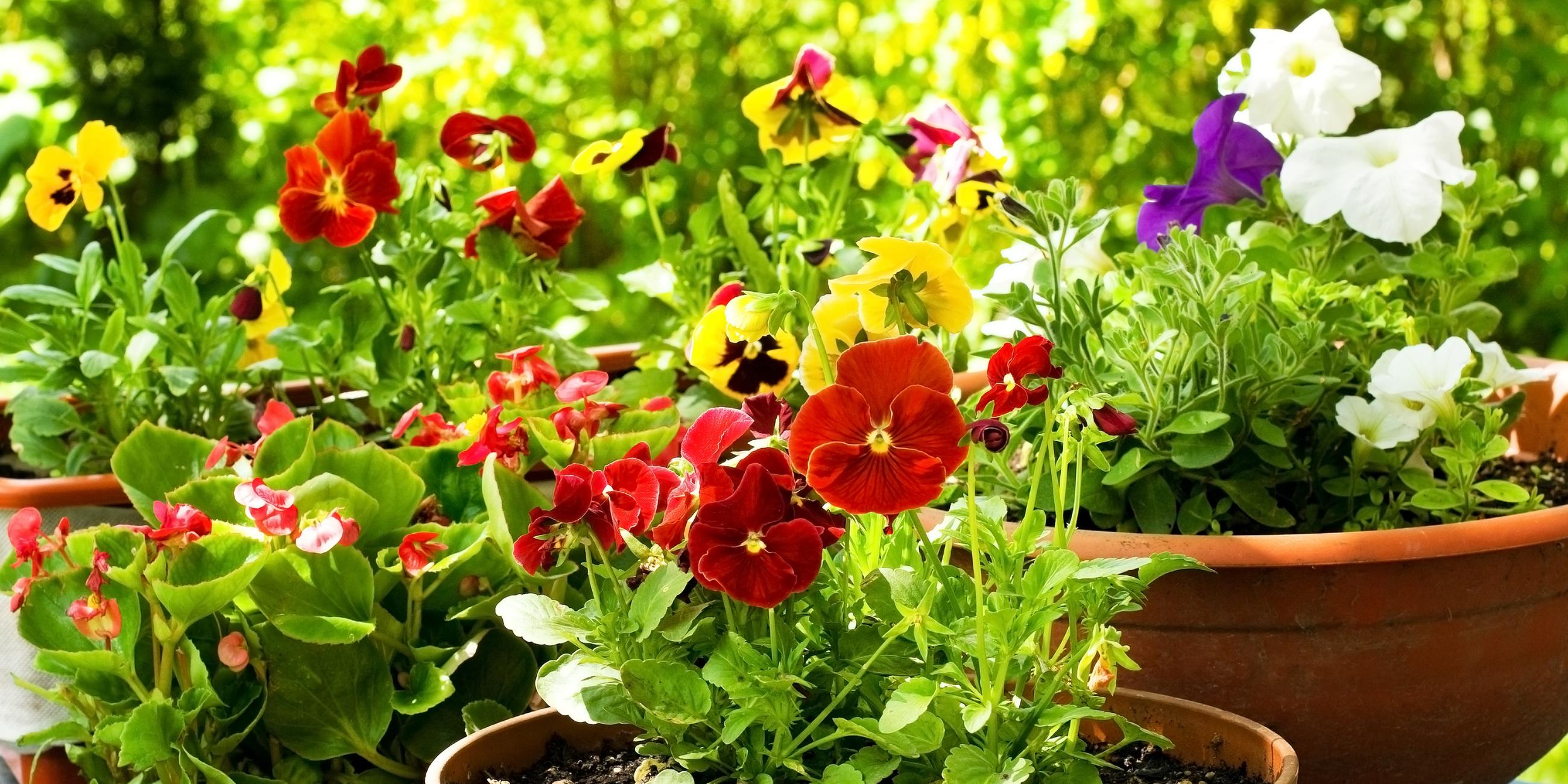 Blumen und Pflanzen auf einem Balkon