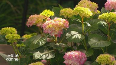 Tipps für die Pflege von Hortensien und anderen Pflanzen im Garten bei heißen Temperaturen von Anja Koenzen.